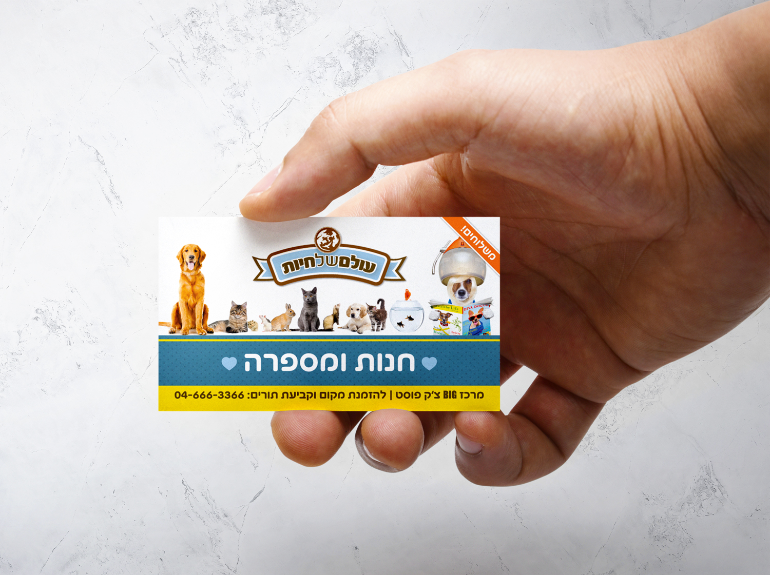 עיצוב מגנט